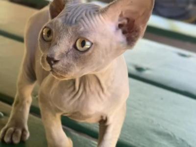 Flemming - Sphynx - Gallery Photo #1