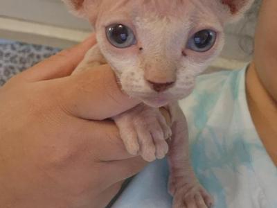 Nala - Sphynx - Gallery Photo #1