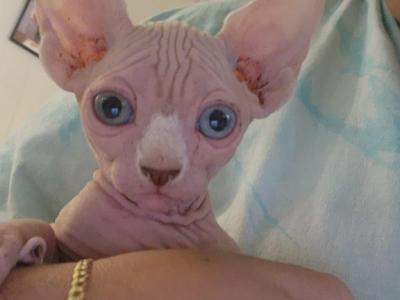 Bonnie - Sphynx - Gallery Photo #1