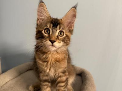Fanta - Maine Coon - Gallery Photo #1
