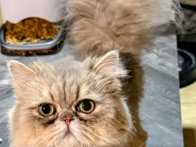 Luigi - Persian - Gallery Photo #1