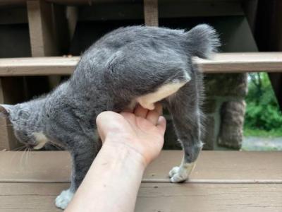 Real Bobtail - American Bobtail - Gallery Photo #1