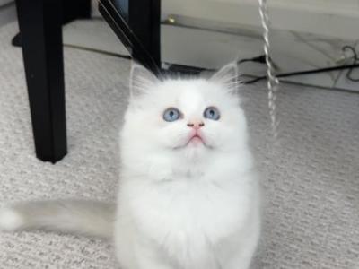 Blue - Ragdoll - Gallery Photo #1