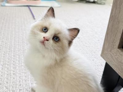 Seal - Ragdoll - Gallery Photo #1