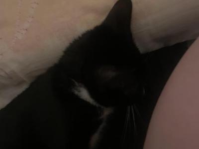 Nugget - Domestic - Gallery Photo #1