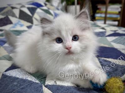 Edgar - Ragdoll - Gallery Photo #1