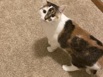 Kira - Domestic - Gallery Photo #1