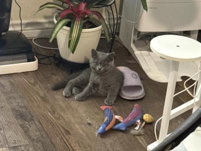 Leo - British Shorthair - Gallery Photo #1
