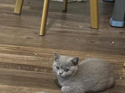 Perla - British Shorthair - Gallery Photo #1