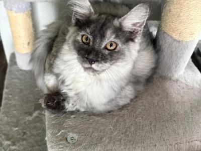 Hope Silver Smoke - Maine Coon - Gallery Photo #1