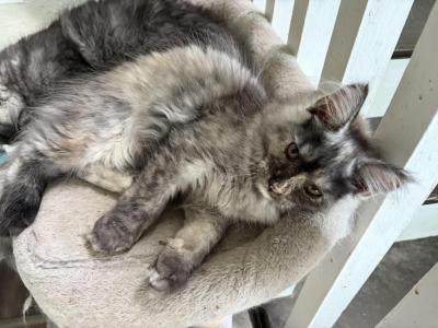 Harley Silver Torbi - Maine Coon - Gallery Photo #1