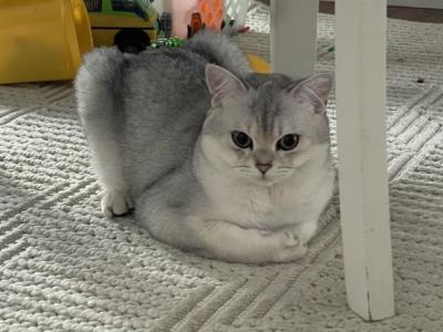 Tom - British Shorthair - Gallery Photo #1