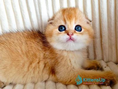 Onix - Scottish Fold - Gallery Photo #1