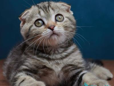 Willi - Scottish Fold - Gallery Photo #1