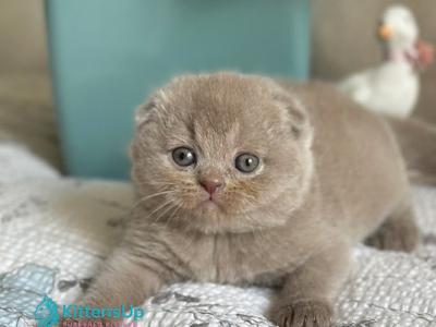 Nala - Scottish Fold - Gallery Photo #1