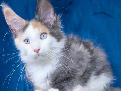 Ledi Dior - Maine Coon - Gallery Photo #1