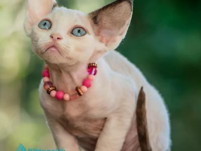 Luna - Devon Rex - Gallery Photo #1