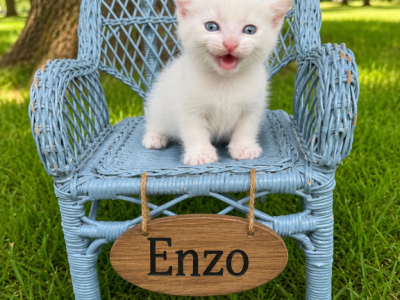 Enzo - Munchkin - Gallery Photo #1