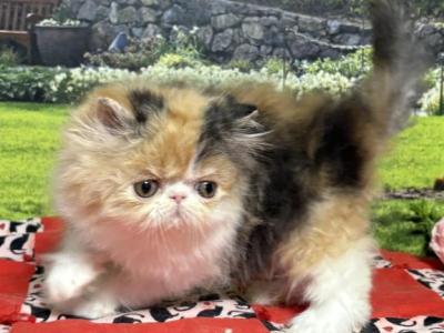 Gaby - Persian - Gallery Photo #1