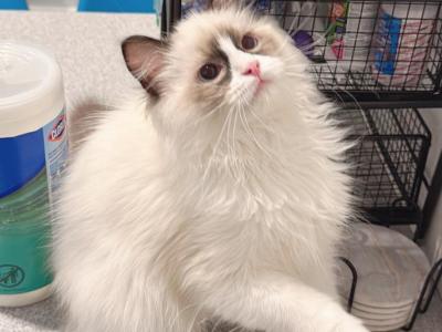 Rocky - Ragdoll - Gallery Photo #1