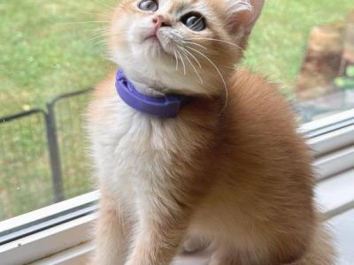 Venny - British Shorthair - Gallery Photo #1