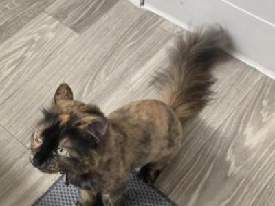 Hazel - American Shorthair - Gallery Photo #1