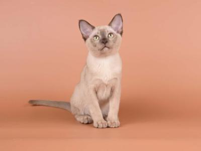 Anola - Burmese - Gallery Photo #1