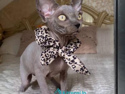 Trasy - Sphynx - Gallery Photo #1
