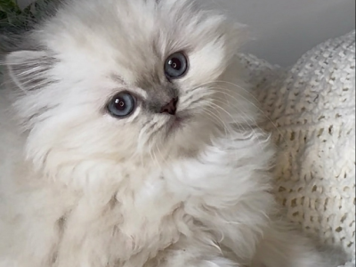 Priscillas Litter - Himalayan - Gallery Photo #1