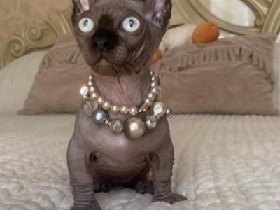 Emma - Sphynx - Gallery Photo #1