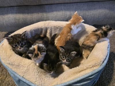 Embers Babies - Maine Coon - Gallery Photo #1