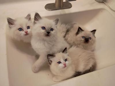 Blossom - Ragdoll - Gallery Photo #1