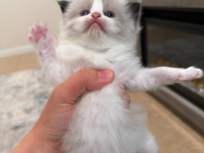Oscar - Ragdoll - Gallery Photo #1