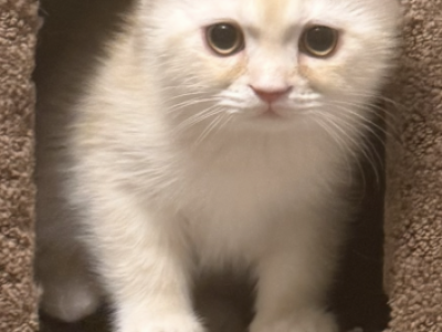 Scottish Persian Kittens - Scottish Fold - Gallery Photo #1