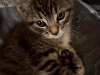 Raya - American Shorthair - Gallery Photo #1