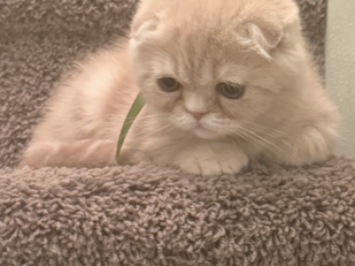 Scottish Fold Kitten - Scottish Fold - Gallery Photo #1