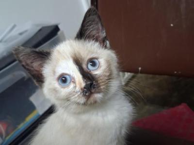 Shameless  Color Point - Colorpoint Shorthair - Gallery Photo #1