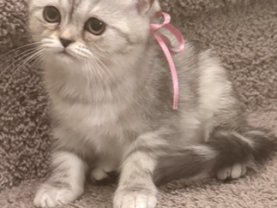 Scottish Straight Kittens - Scottish Straight - Gallery Photo #1