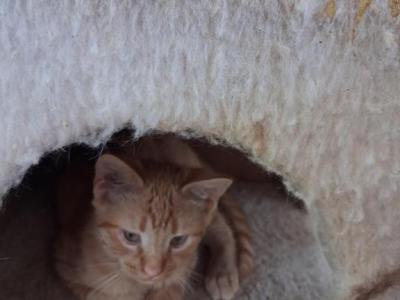 Color American Short Hair - American Shorthair - Gallery Photo #1
