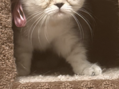 Scottish Straight Persian Kittens - Scottish Straight - Gallery Photo #1