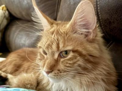 Willow - Maine Coon - Gallery Photo #1
