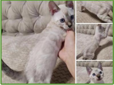 Zamir & Zamira - Bengal - Gallery Photo #1