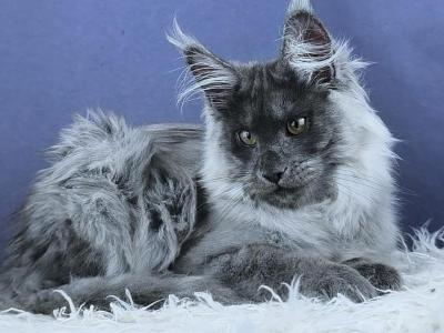 Granadin - Maine Coon - Gallery Photo #1