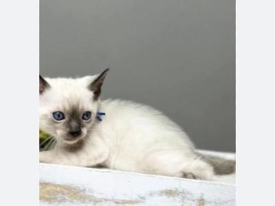 Zamira - Bengal - Gallery Photo #1