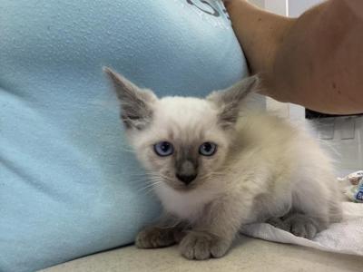 Boby - Siamese - Gallery Photo #1