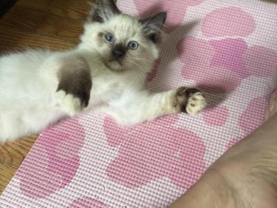 Tica Seal Mitted Male 2 - Ragdoll - Gallery Photo #1