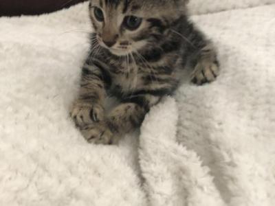 Luna - Bengal - Gallery Photo #1