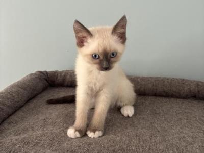 Siamese Kittens - Siamese - Gallery Photo #1