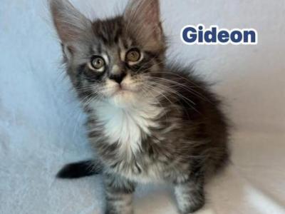 Gideon - Maine Coon - Gallery Photo #1