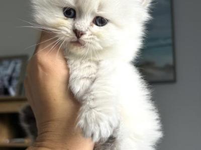 LIBRA - Siberian - Gallery Photo #1